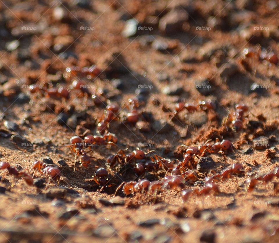 Working Harvester Ants in the morning. 