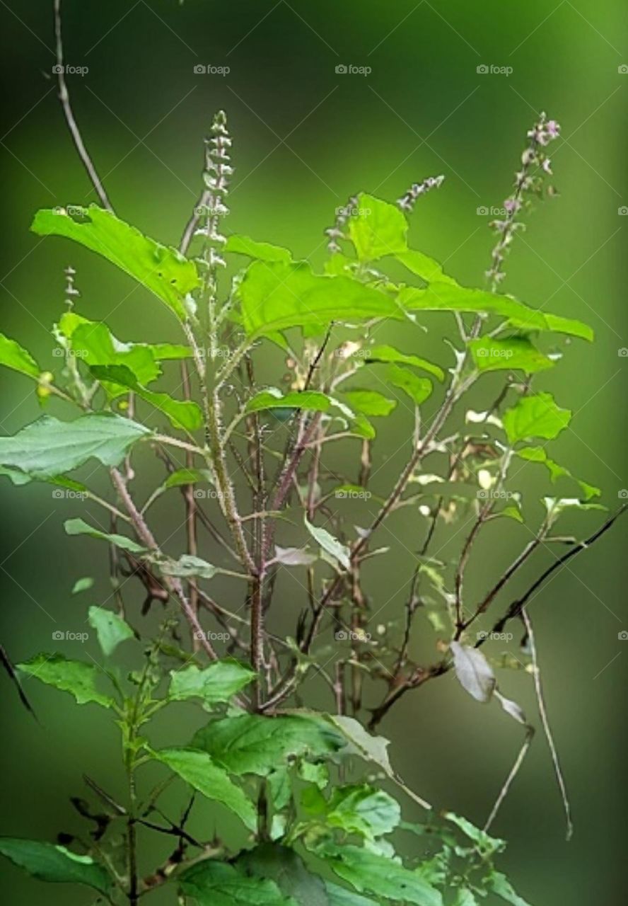 tulsi the ayurvedic medicine plant