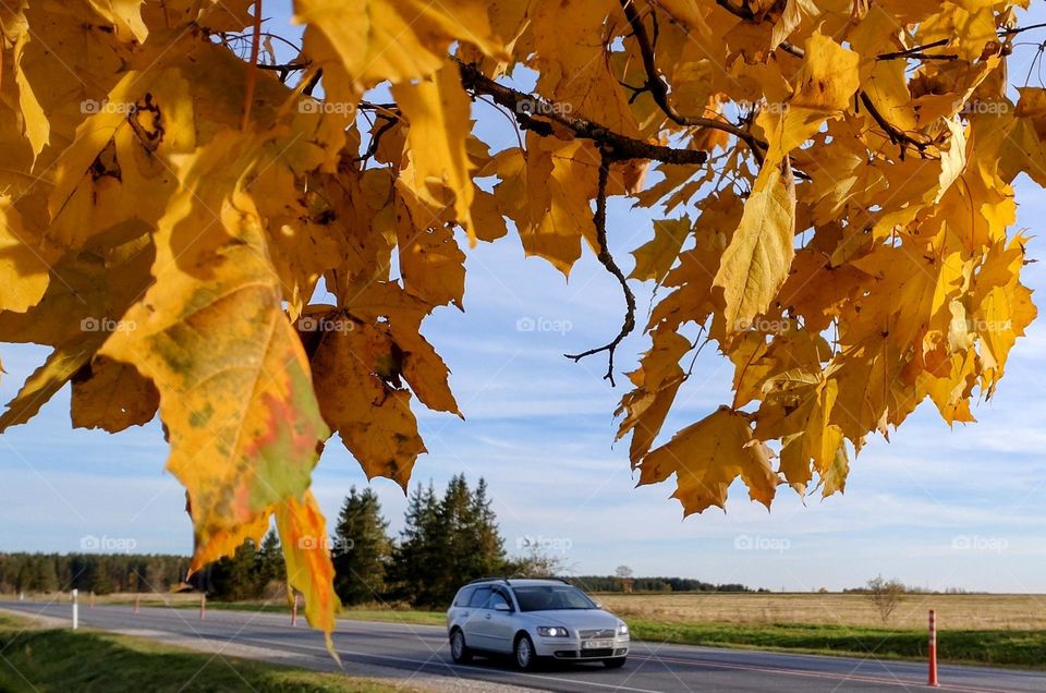 Autumn road