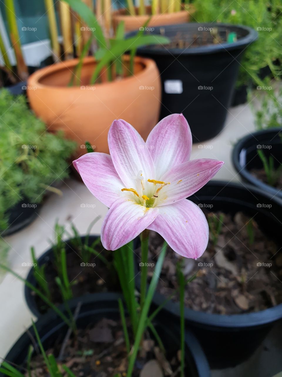 beautiful rain lilly