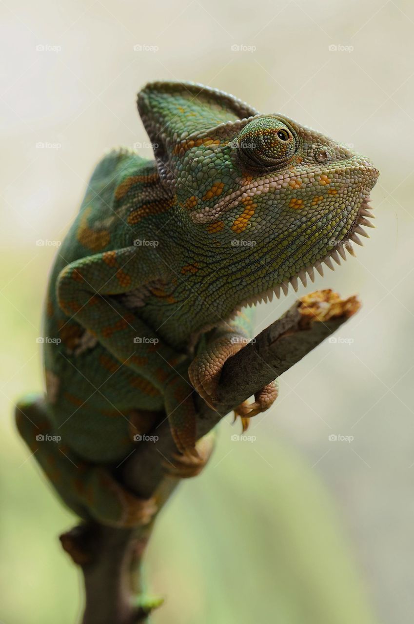 The veiled chameleon is a species of chameleon native to the Arabian Peninsula in Yemen and Saudi Arabia. Other common names include cone-head chameleon and Yemen chameleon.