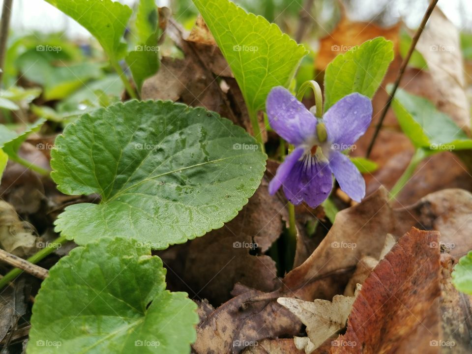 Violet between brown leaves