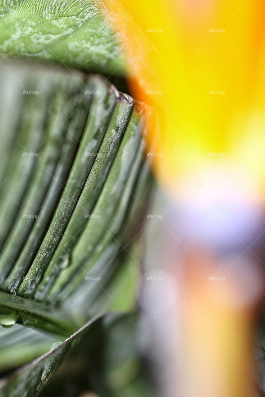 macro of  worn and weathered  leaves