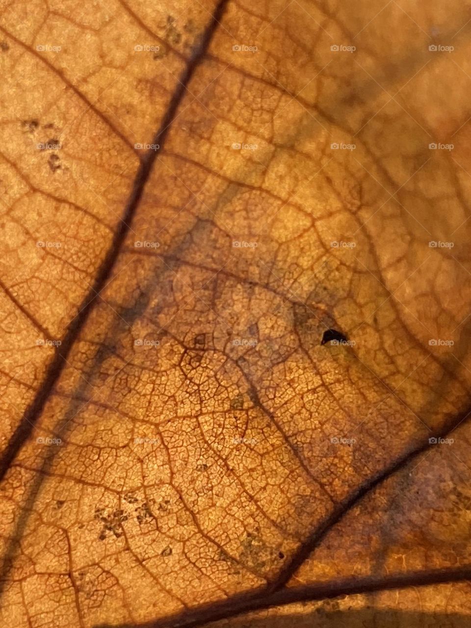 Leaf in macro 