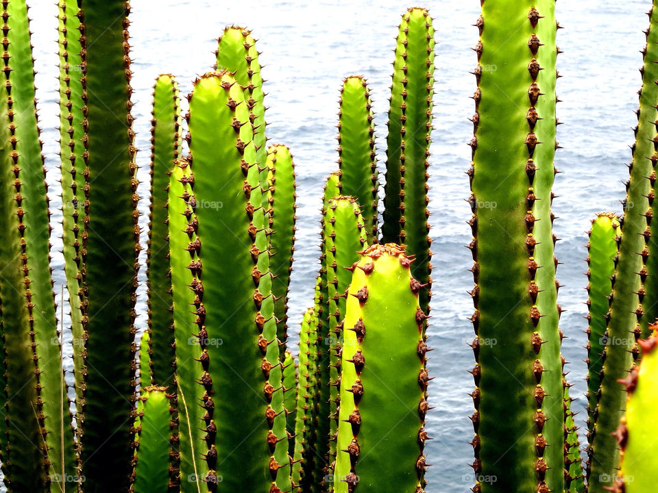 ocean green plant cactus by perkapara