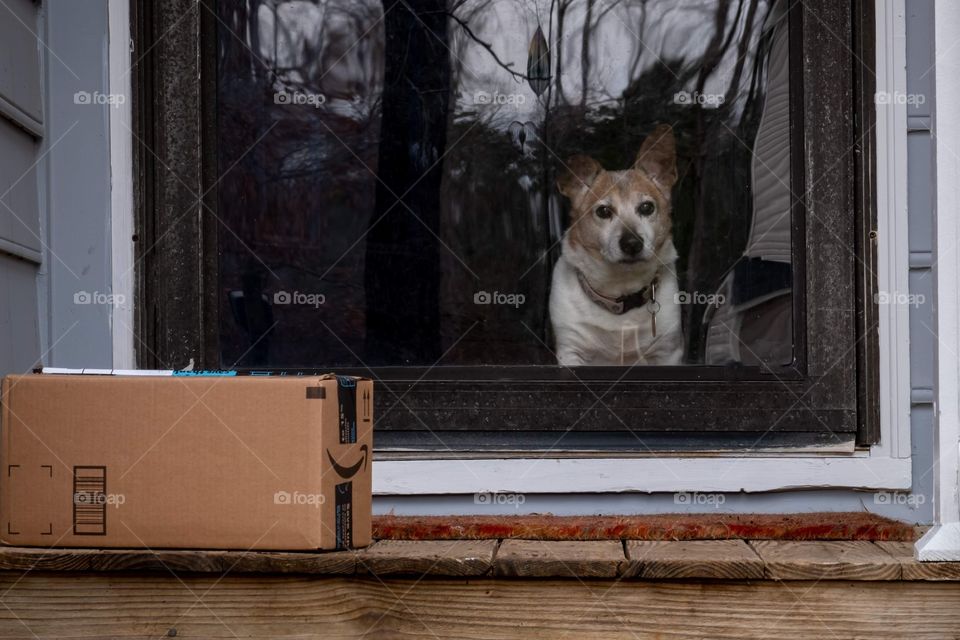 If anybody touches our package, Bean the dog will tear through the door. 