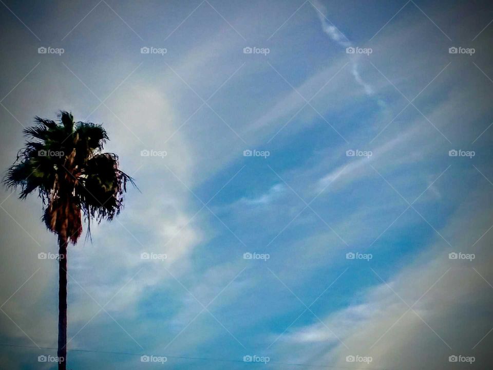 Wispy Clouds Backdrop with Palm Tree