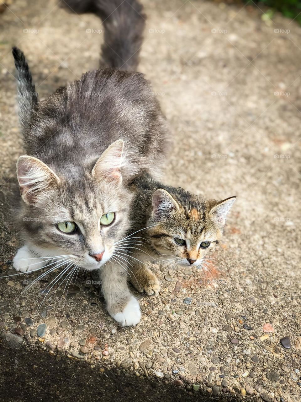 Sidewalk cats