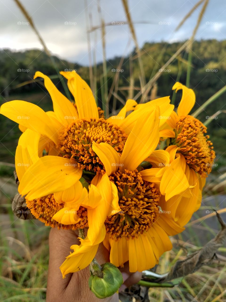 beautifuly sunflower