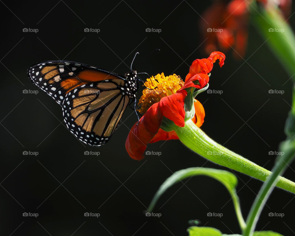 Monarch butterfly on red and yellow flower