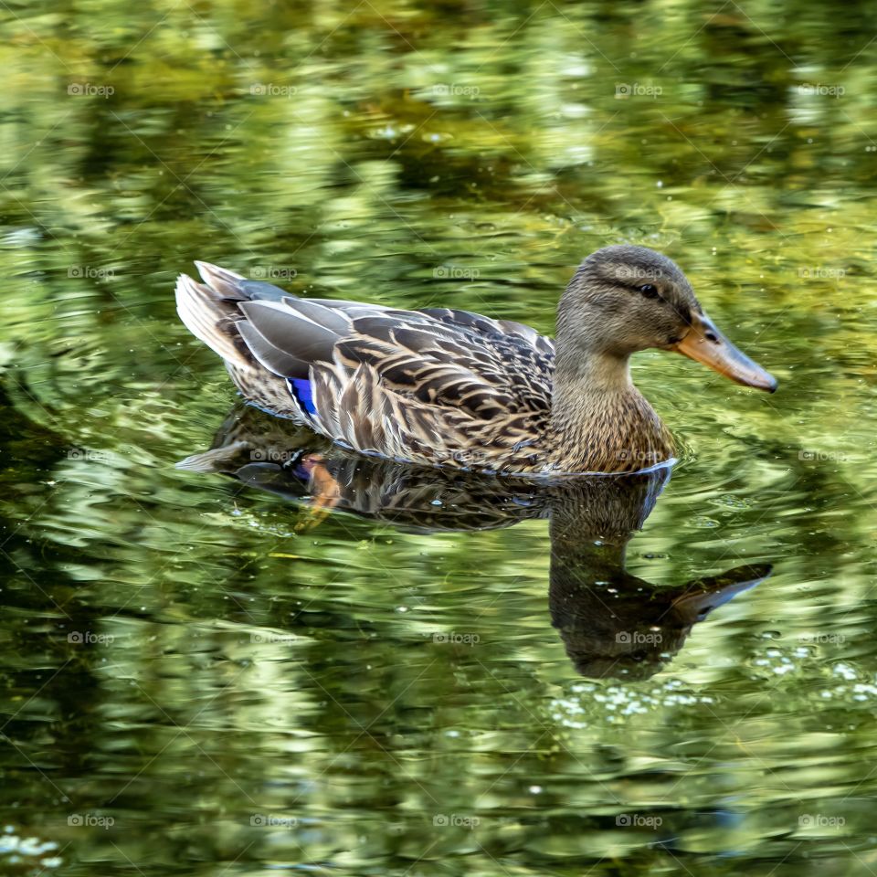A duck in a fantastic green water world
