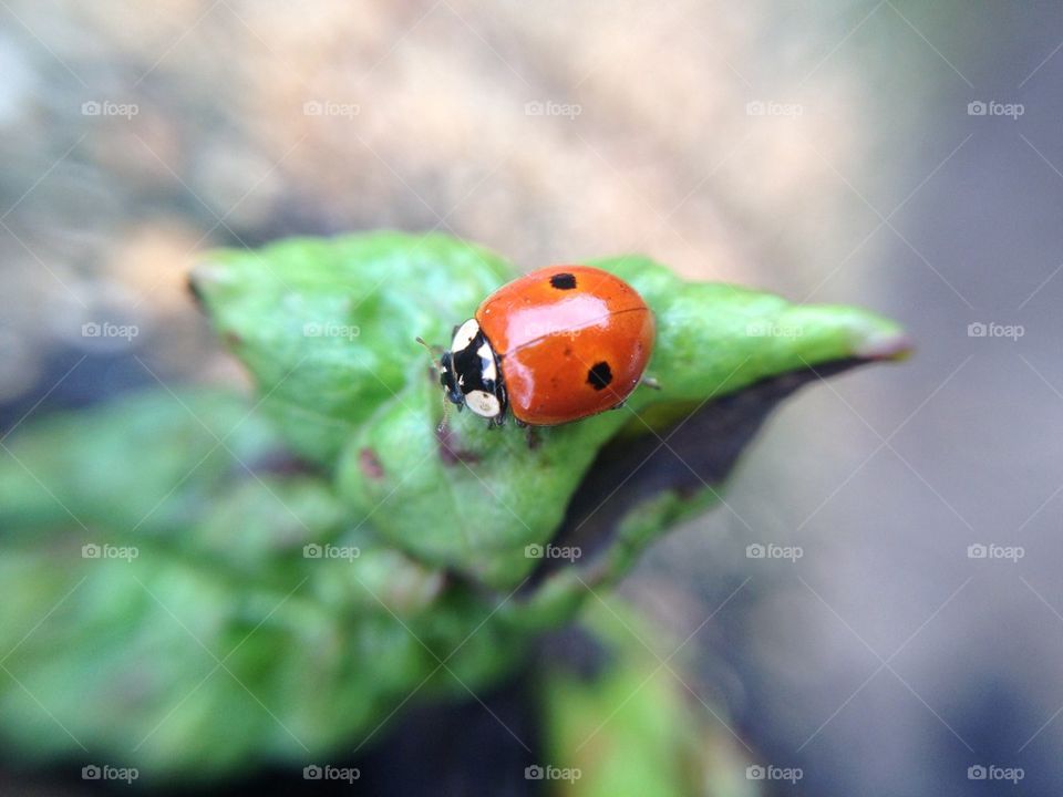 Ladybug