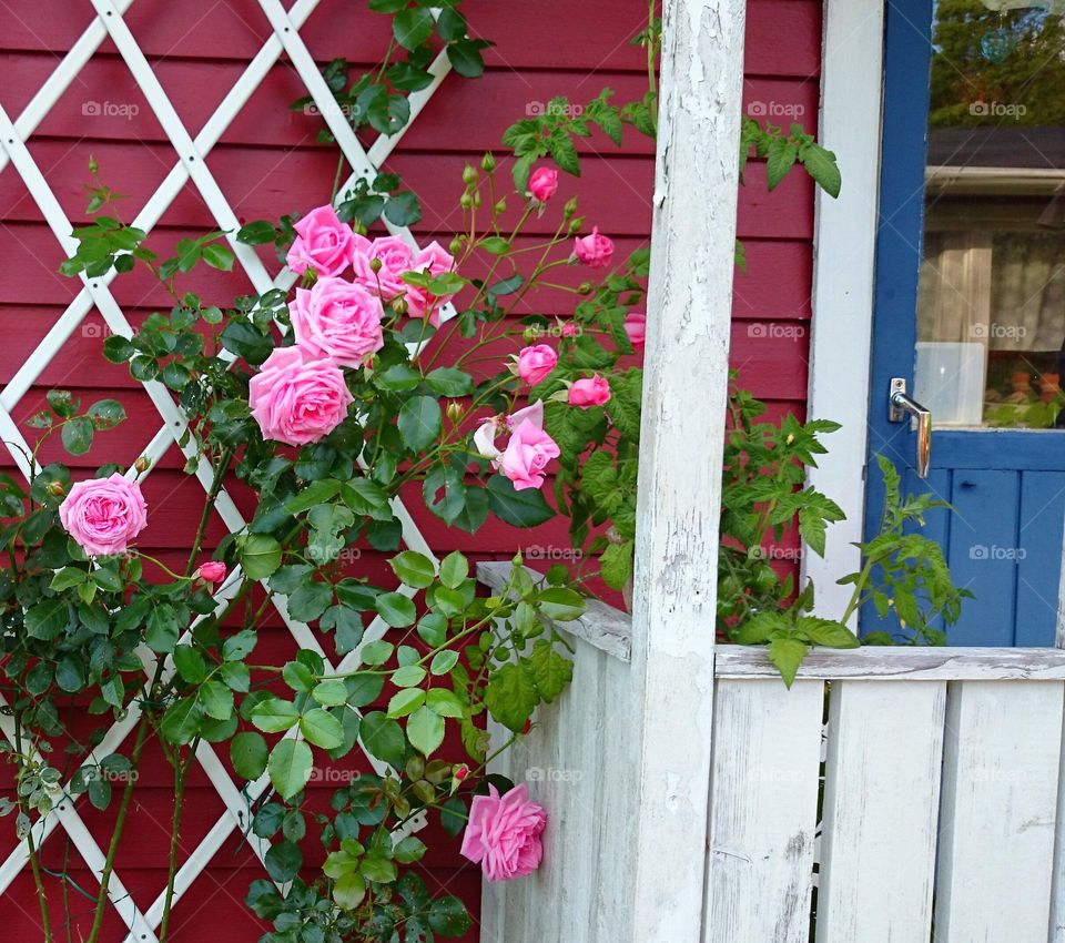 pink roses flowering in the ga. pink roses flowering in the garden