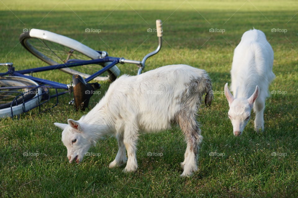 goats eating grass 
