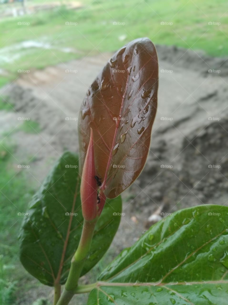 growing leaves brown colour seasonal fresh shurb small size looks very beautiful generally found everywhere