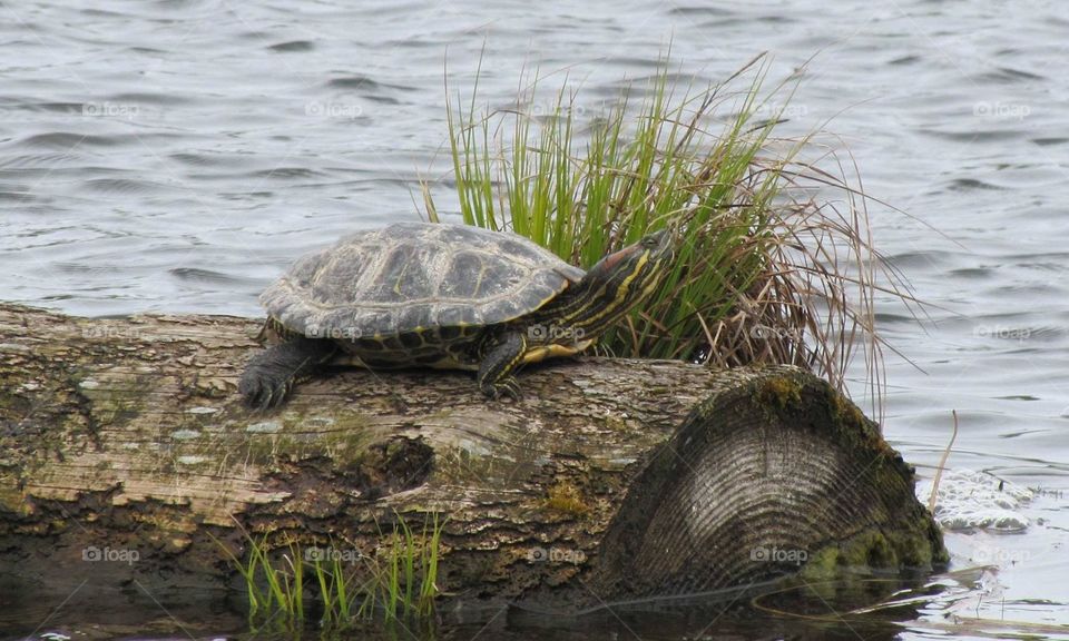 Turtle sunning himself on a log. 