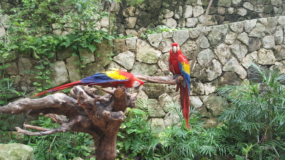 Parrots