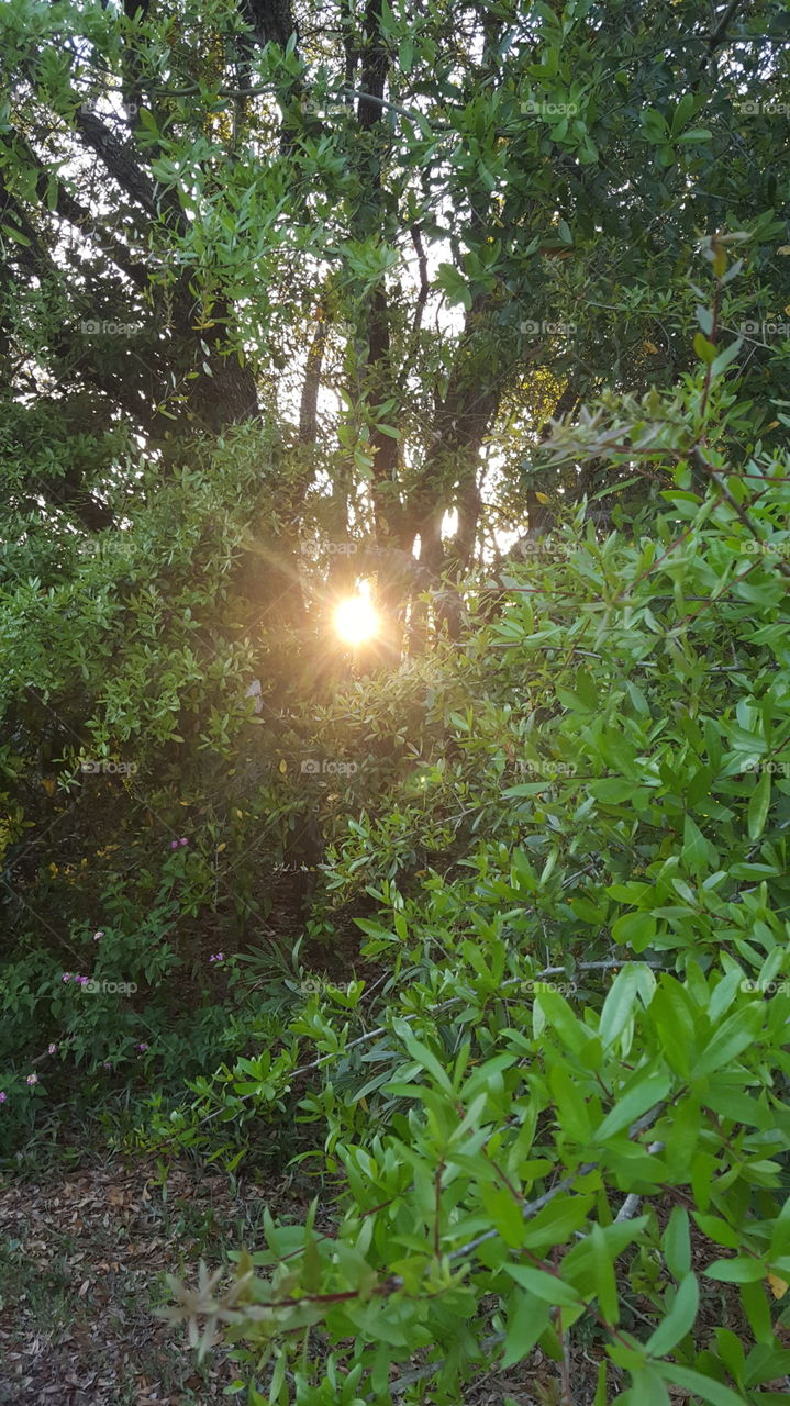 Sunset and trees