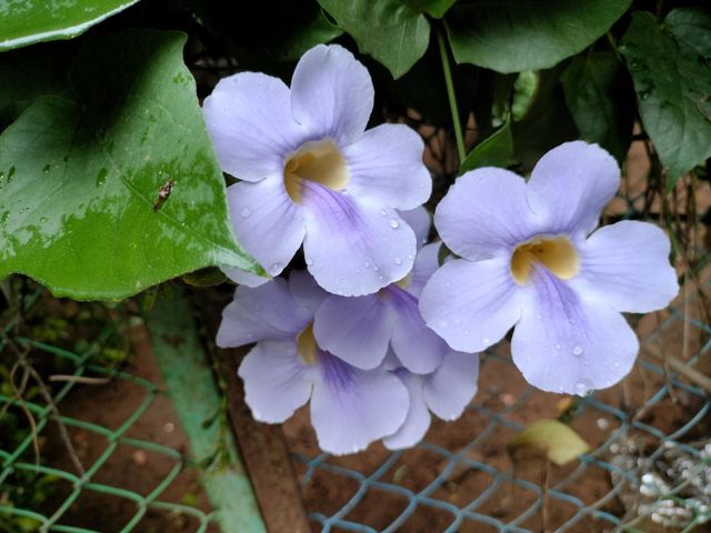 Beautiful Couples Flowers