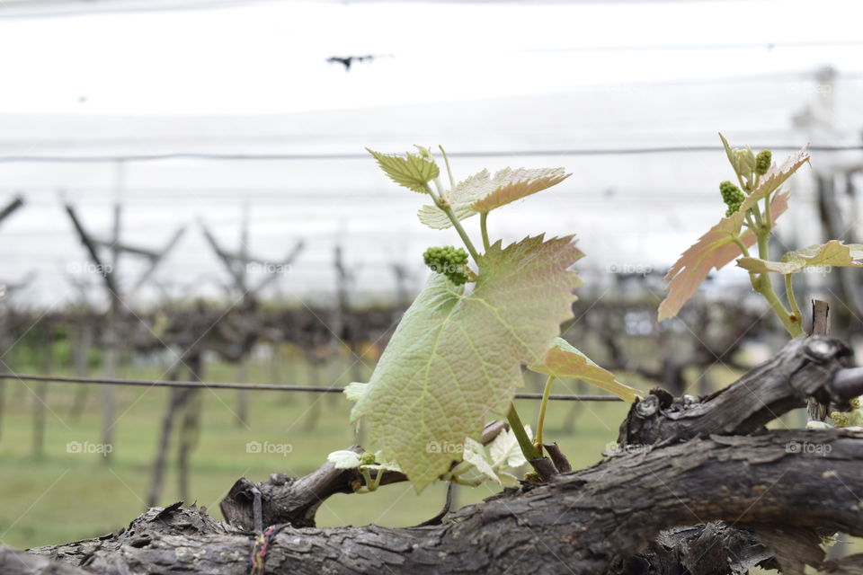 grape vine vineyard