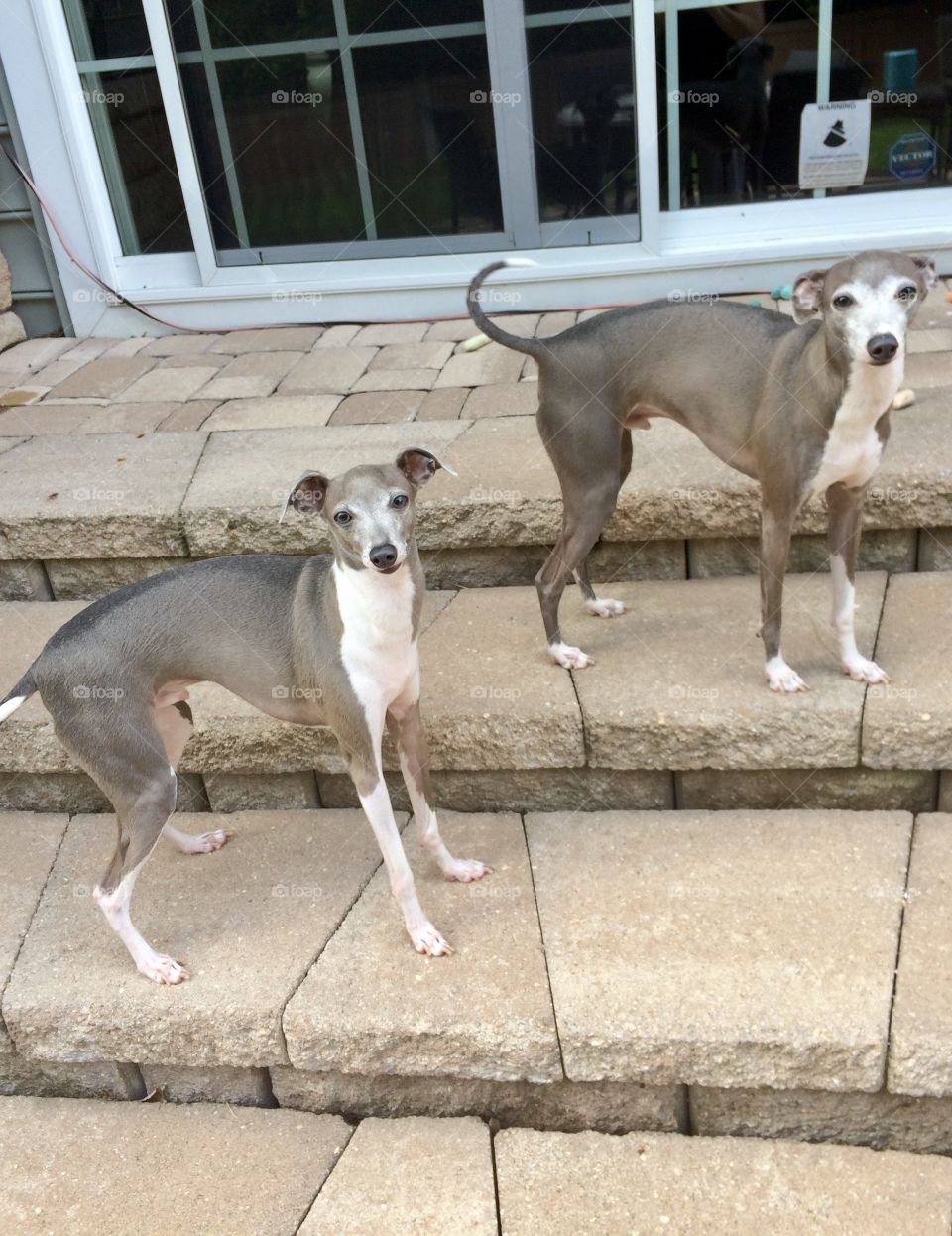 Greyhound Brothers