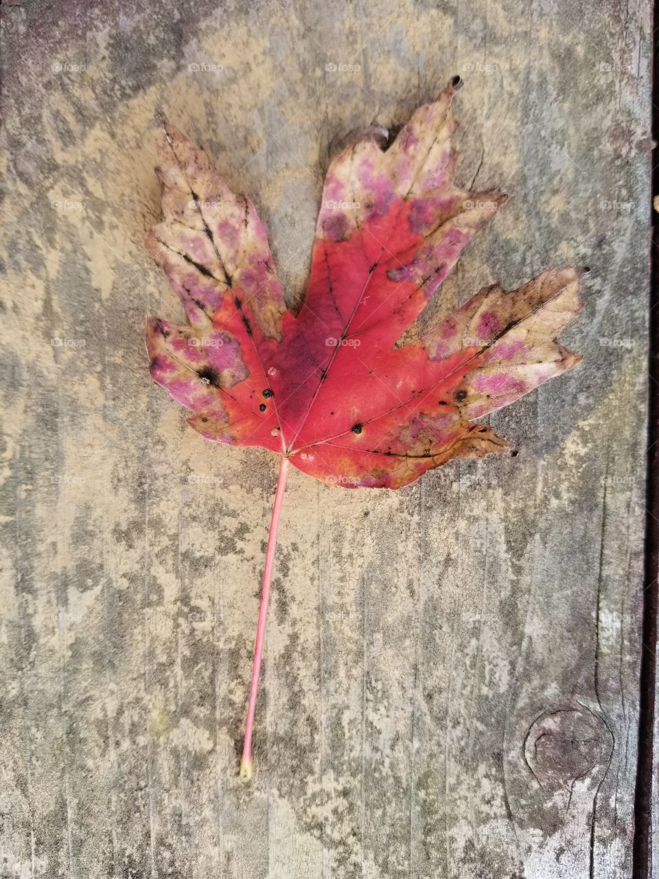 reddish brown leaf