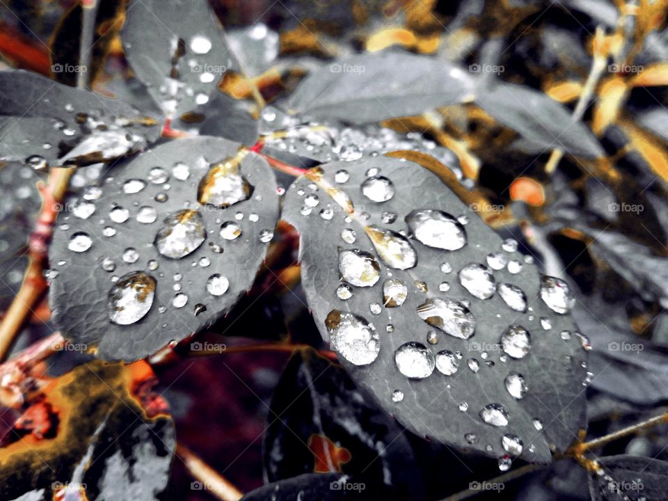 dew drops