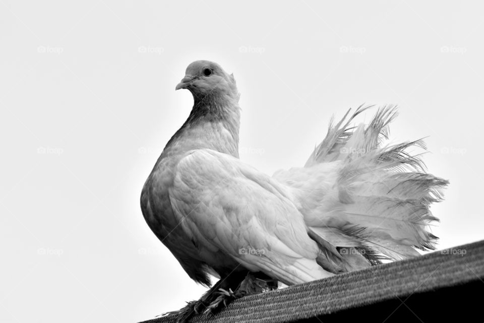 Majestic appearance of a peaceful pigeon looking like a peacock.