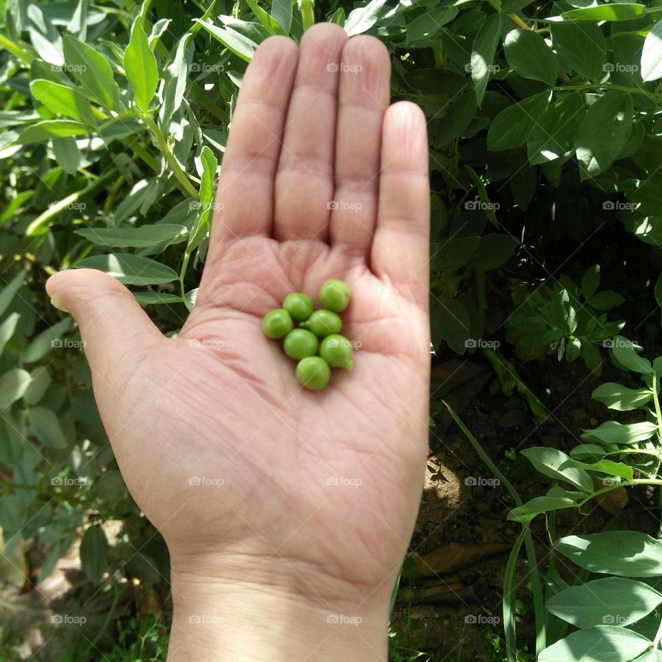 Beautiful kernels of peas.