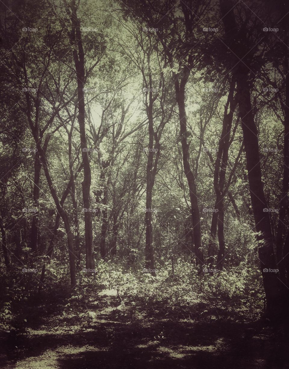 Monochrome woods. Woods 