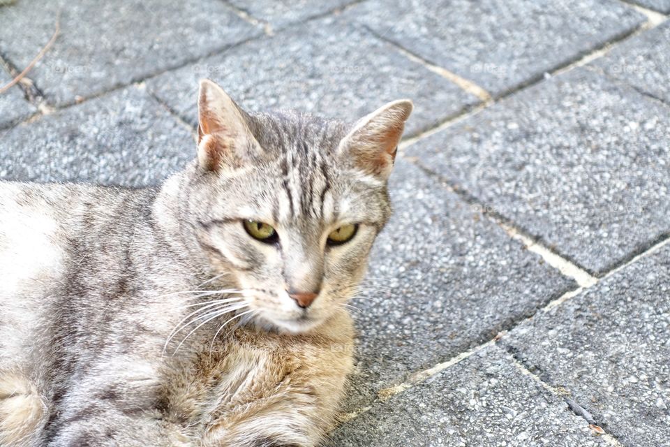 A tabby cat.