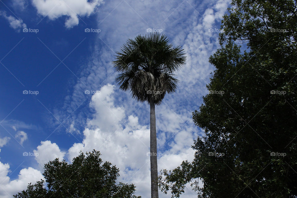 high beautiful palm tree in contrast with a blue sky in Jalapão, Brazil