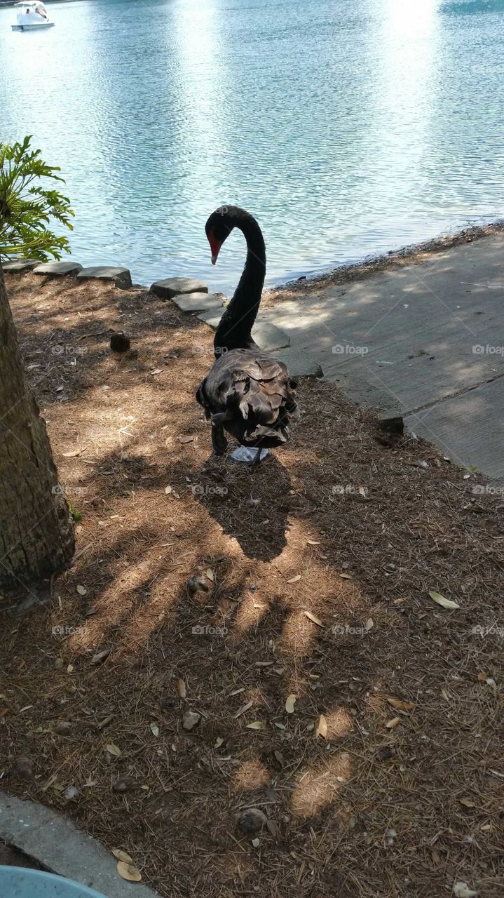Black swan at lake