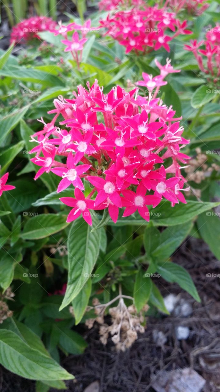 Pink Flower Star Bunch. took this at Cranes Roost in Altamonte Springs Florida