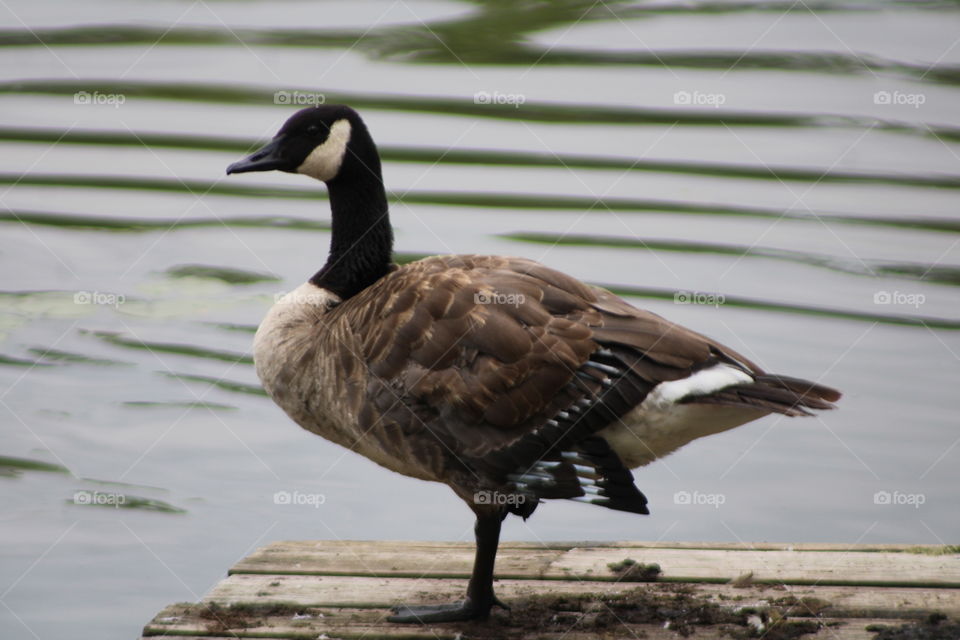 Goose on the dock