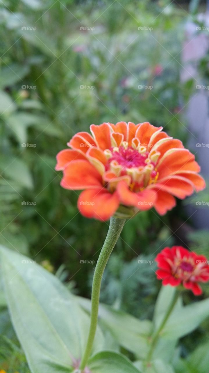 Flower, Garden, Nature, Flora, Summer