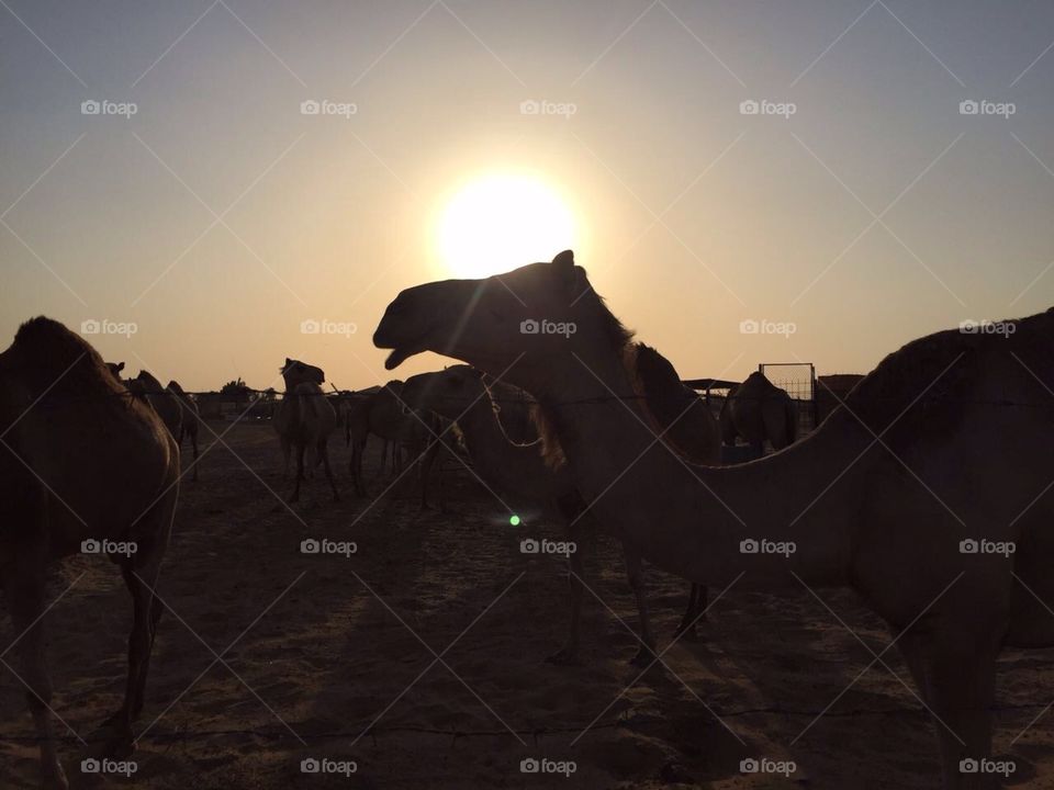 Dubai sunset camel