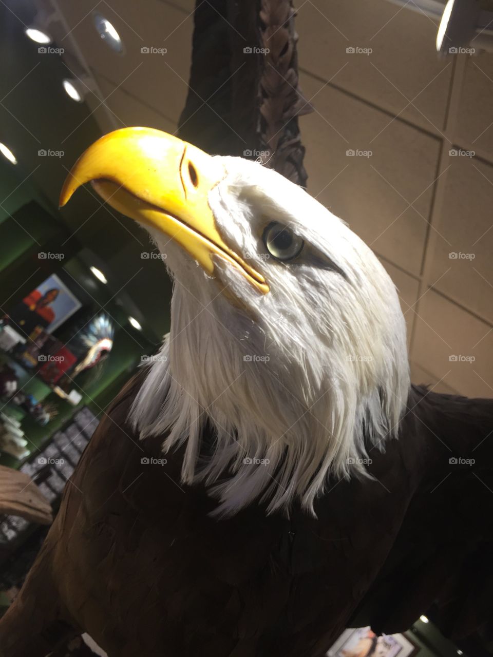 Bald eagle 