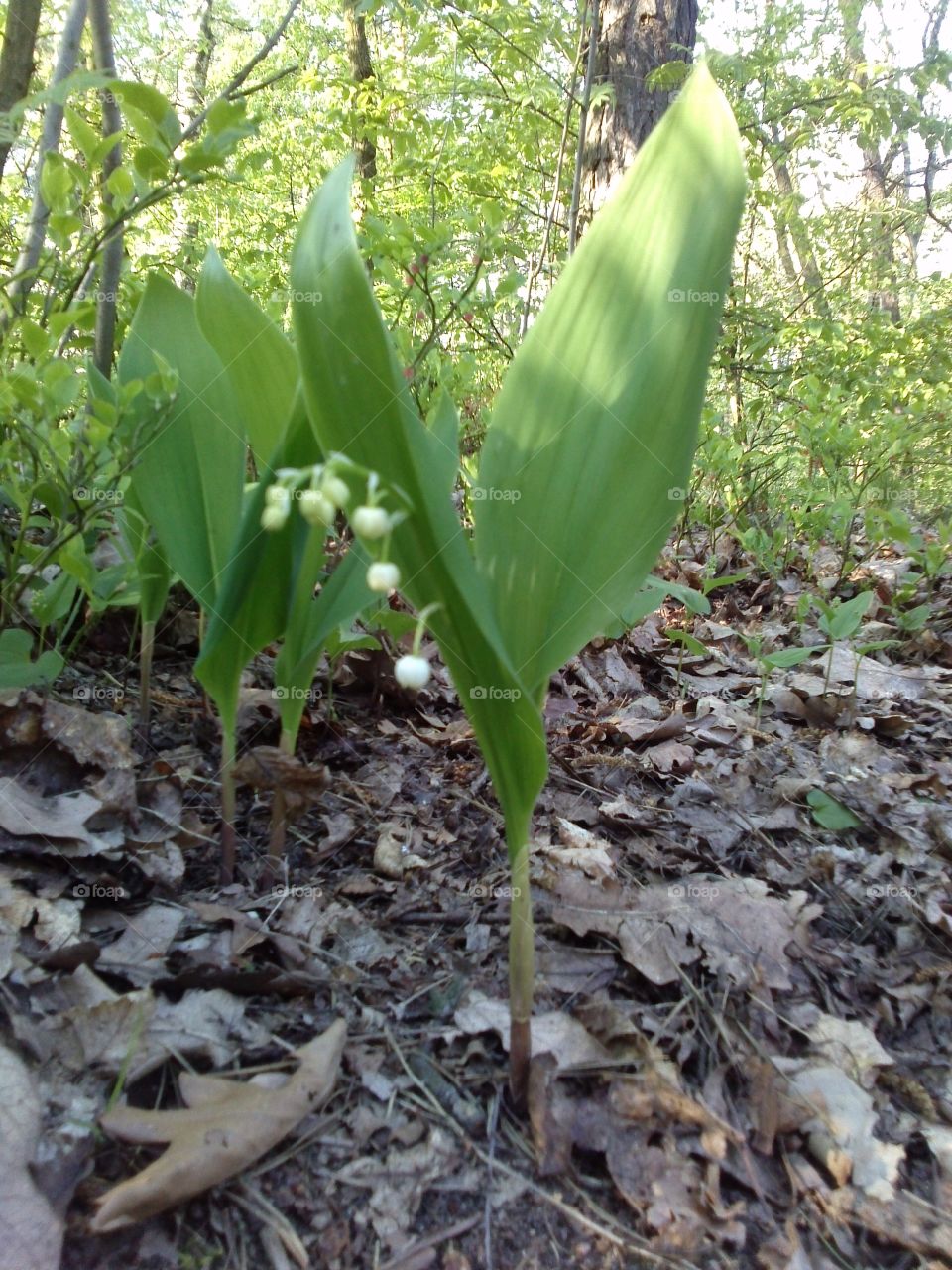 lilies of the valley