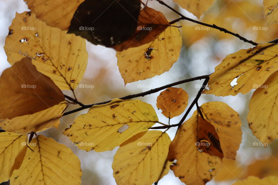 Veluwezoom autumn leafs