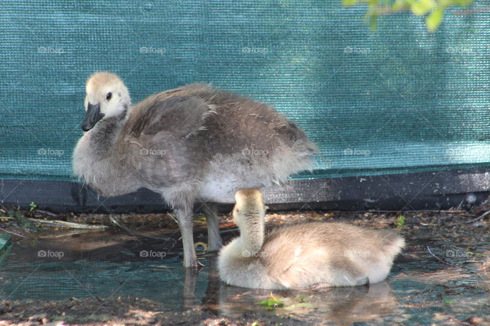 Two fuzzy goslings (Canada goose) taking an impromptu bath in a puddle 