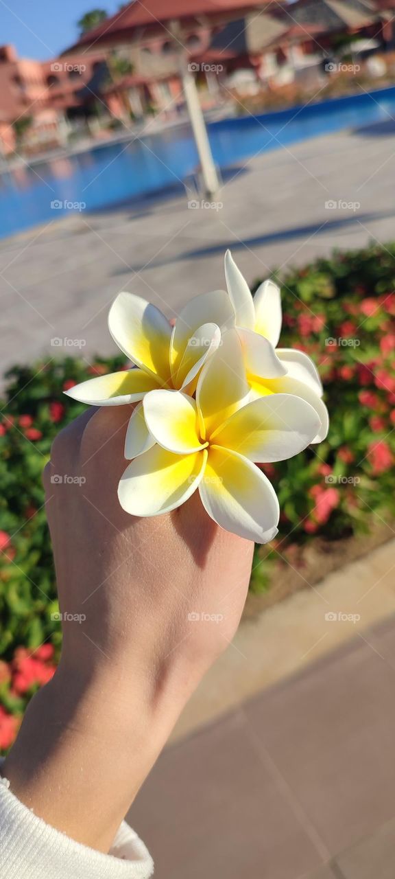 Plumeria