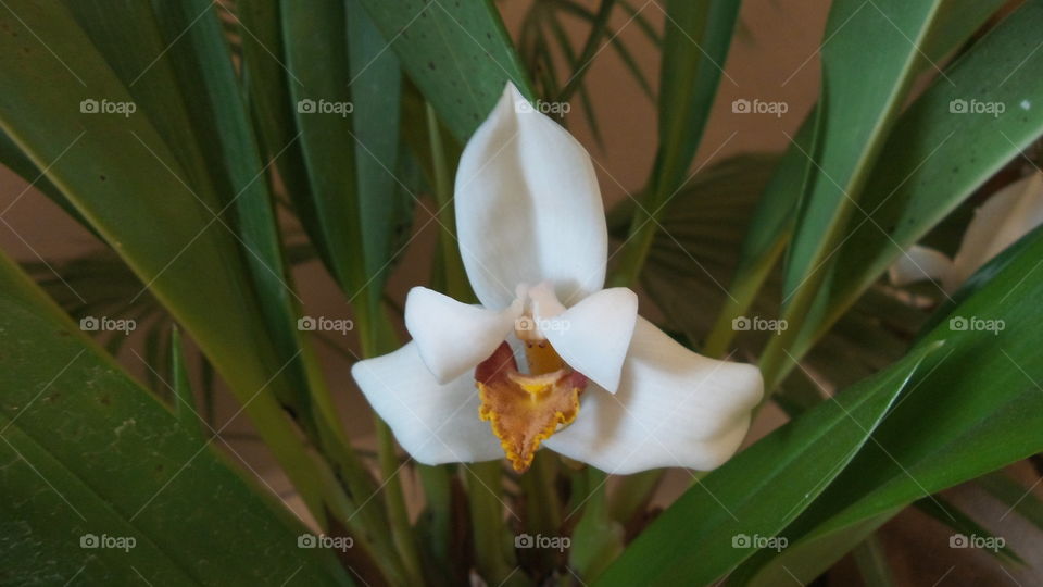 orquid