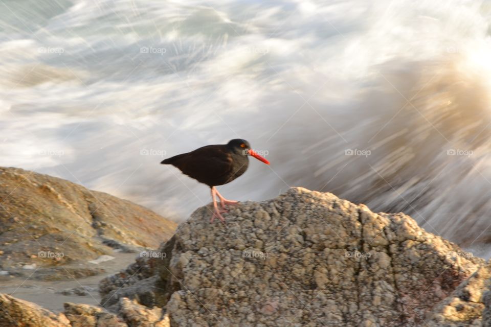 Oystercatcher