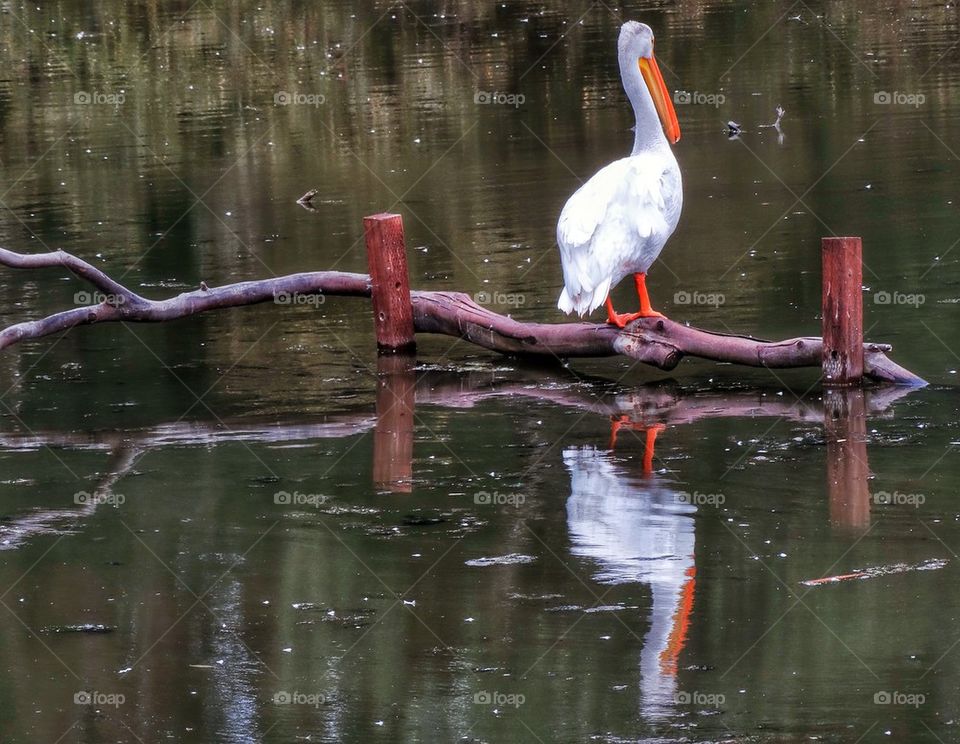 White Stork Admiring Its Reflection In A Pond. White Stork On A Rural Pond
