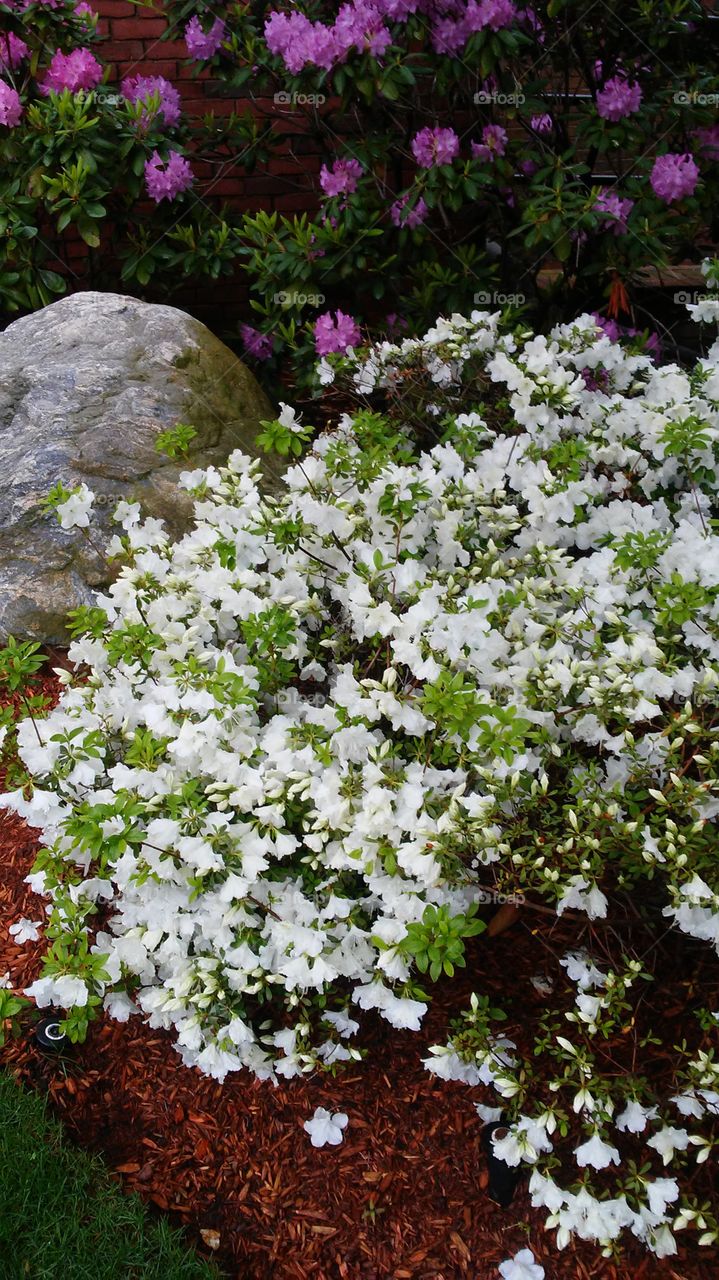 spring. flowers. beauty