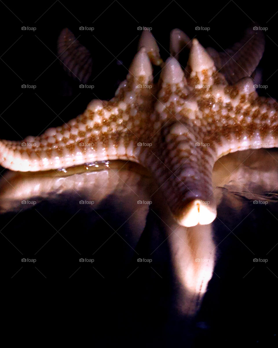 Starfish on a black background