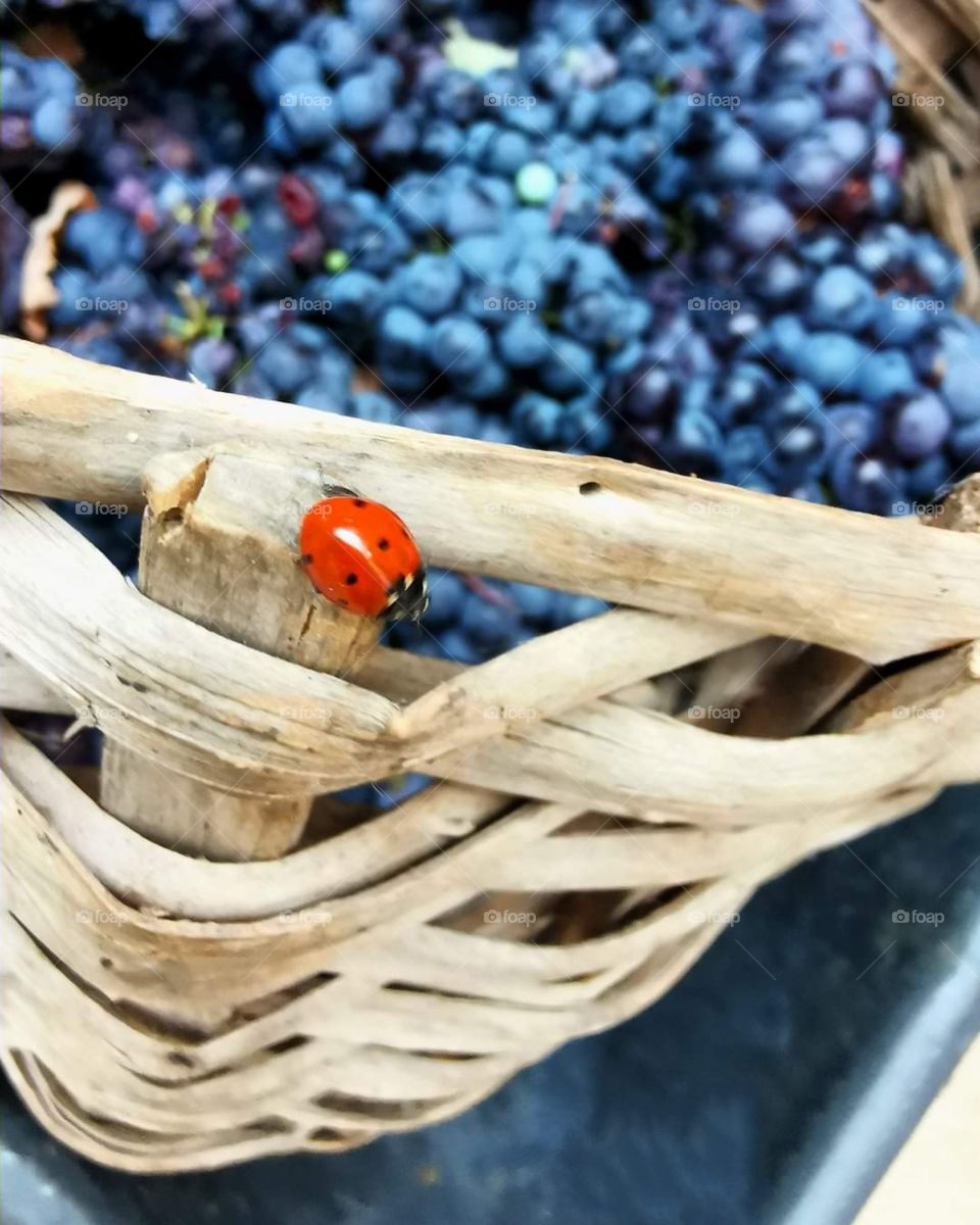 Ladybug on basket of grapes