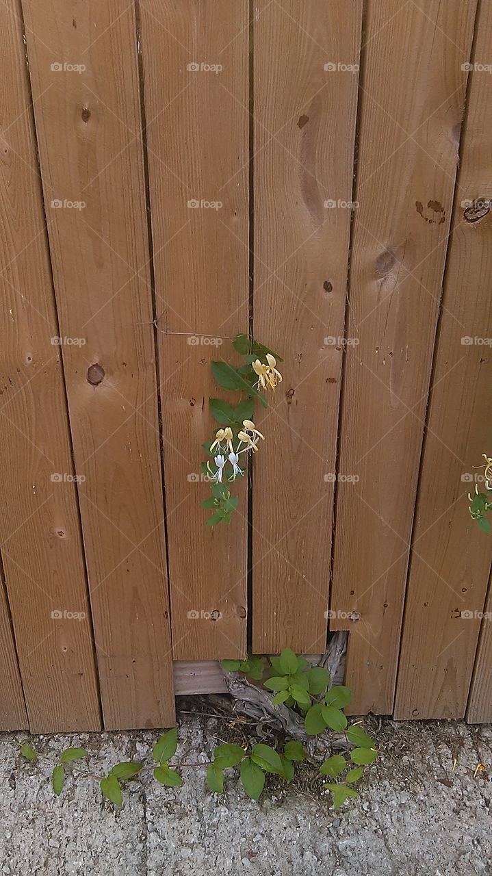 neighbor flower. thought it was cool how this flower is greener on the otherside