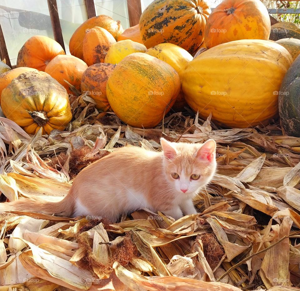 in the color of autumn: a little kitten and a harvest of pumpkins